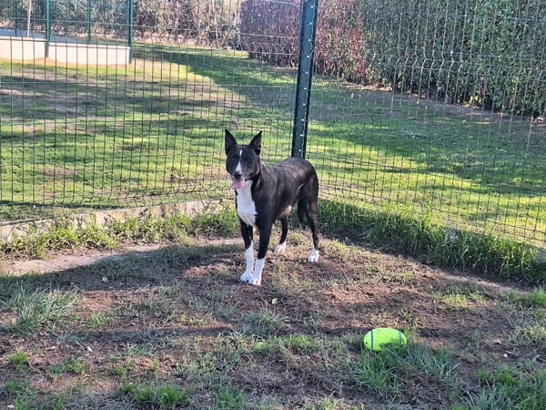 lassie