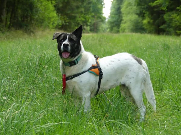 LYLIE BELLE CHAO