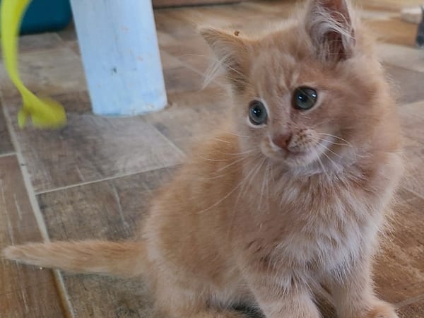 GUS (réservé)