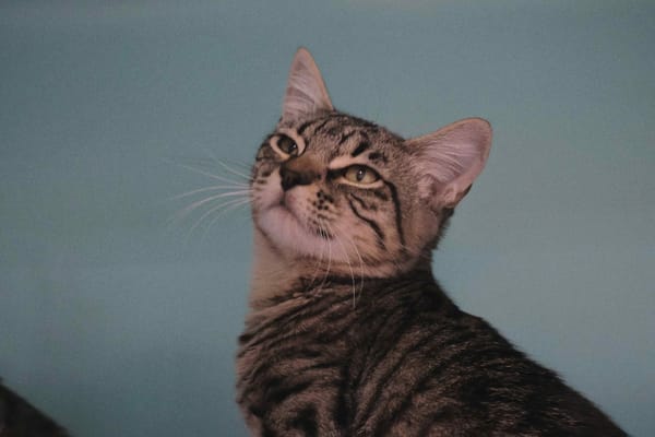 BLUE (en cours d'adoption)