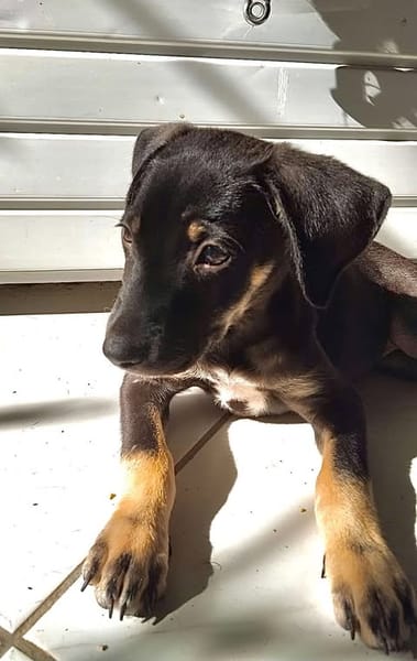 MAGGIE, une boule d'amour