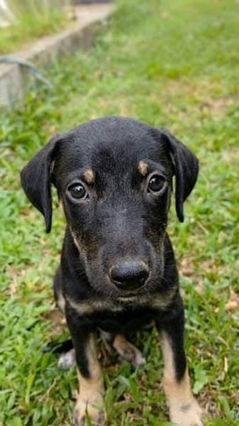 MAGGIE, une boule d'amour