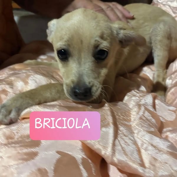 Briscola e Briciola