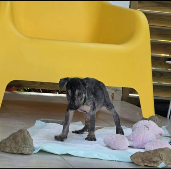 Jimmy, je suis très câlin