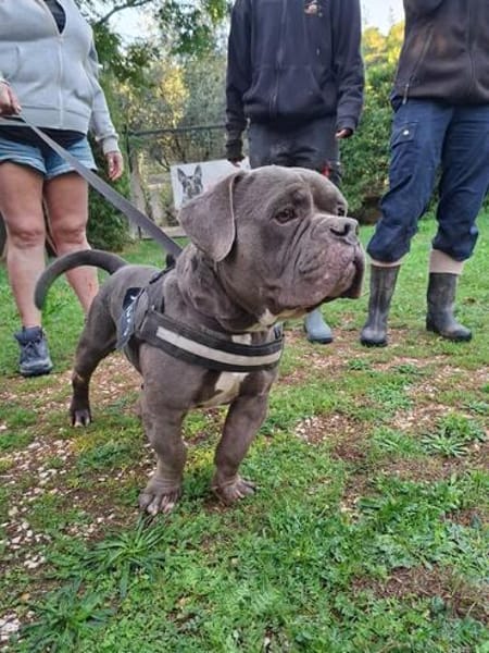 Patapouf ein fröhlicher Hund sucht Zuhause