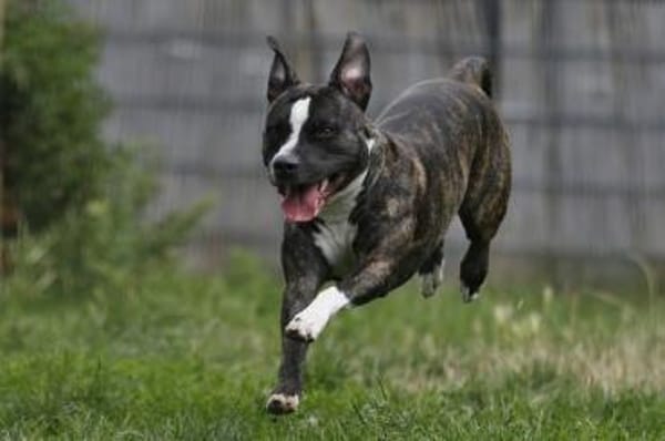Cora