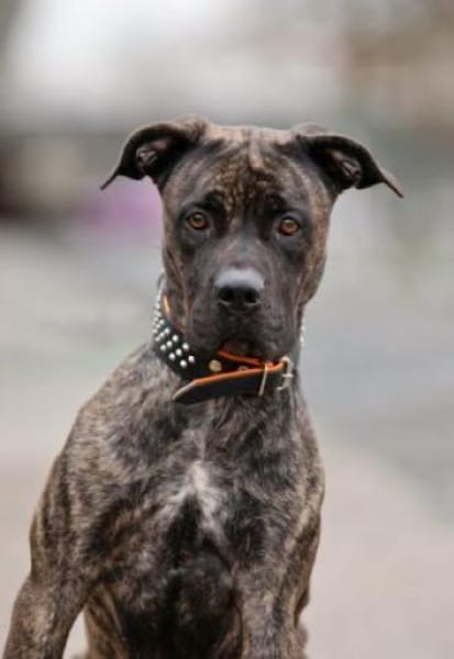 Cora