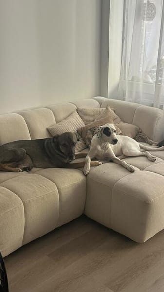 Kalea möchte mit dir das Hunde 1x1 lernen