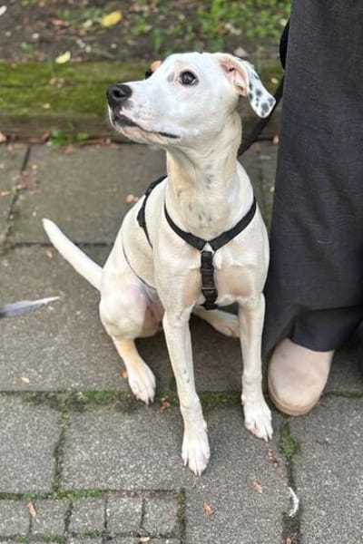 Kalea möchte mit dir das Hunde 1x1 lernen