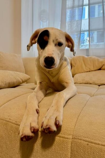 Kalea möchte mit dir das Hunde 1x1 lernen