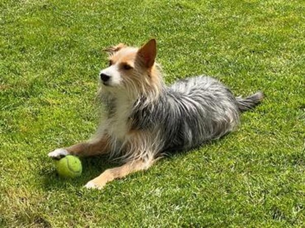 Paco - in Deutschland -sucht dringend neue Familie!