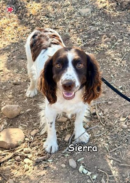 SIERRA