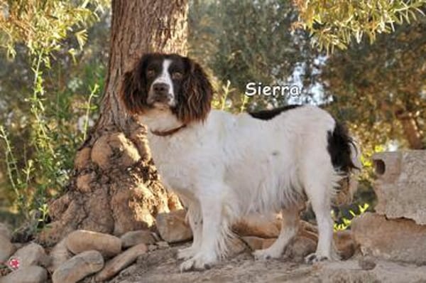 SIERRA