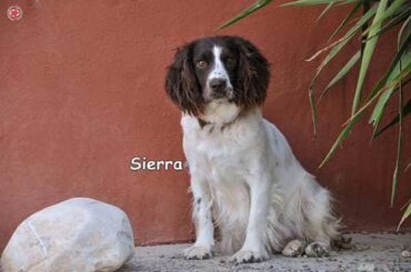 SIERRA