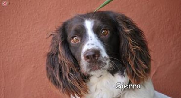 SIERRA