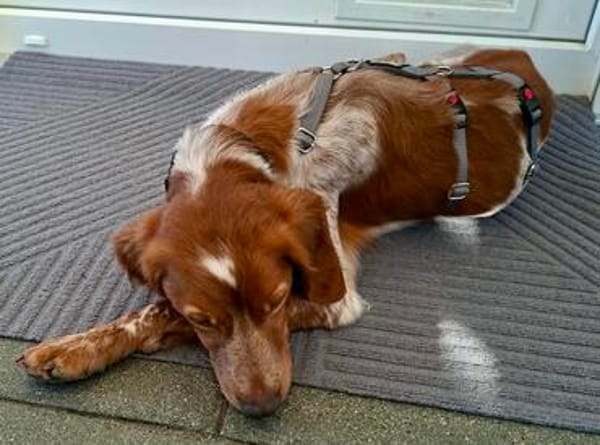 Clint, verspielt, offen, aufgeweckt