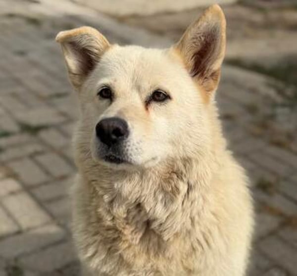 Ellie - verschmuste Hündin liebevolles Zuhause (auf PS)