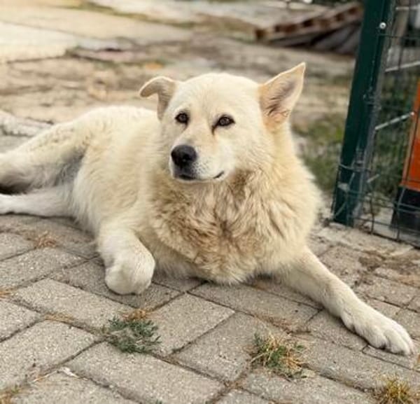 Ellie - verschmuste Hündin liebevolles Zuhause (auf PS)
