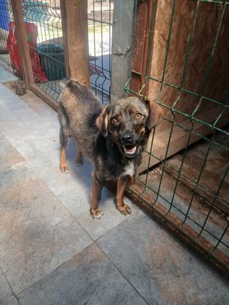 Stina, 40 cm suchen Sicherheit