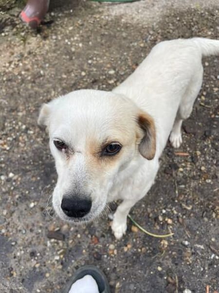 Kleine Ophelia braucht starkes Zuhause