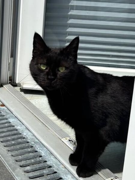 Gina sucht ein ruhiges, liebevolles Zuhause