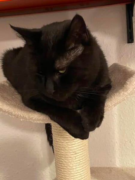 Gina sucht ein ruhiges, liebevolles Zuhause
