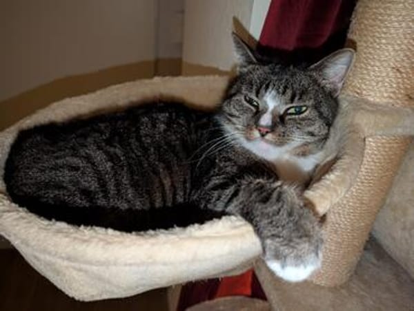 Sid sucht ein liebevolles Zuhause
