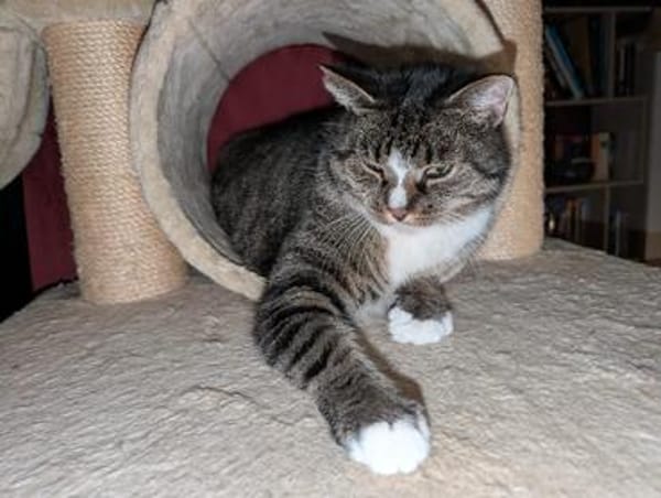 Sid sucht ein liebevolles Zuhause