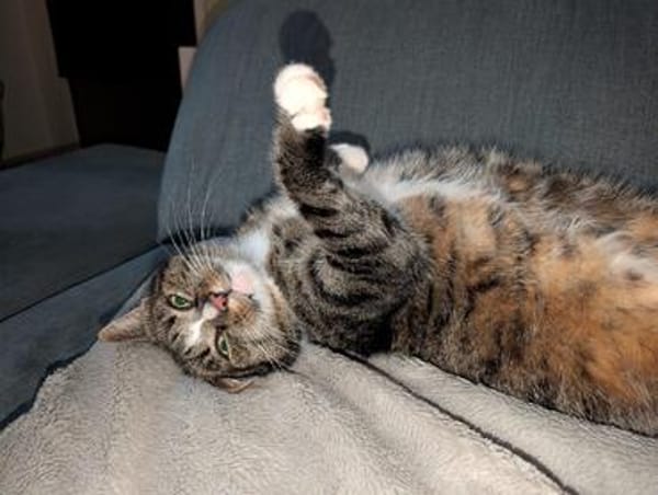 Sid sucht ein liebevolles Zuhause