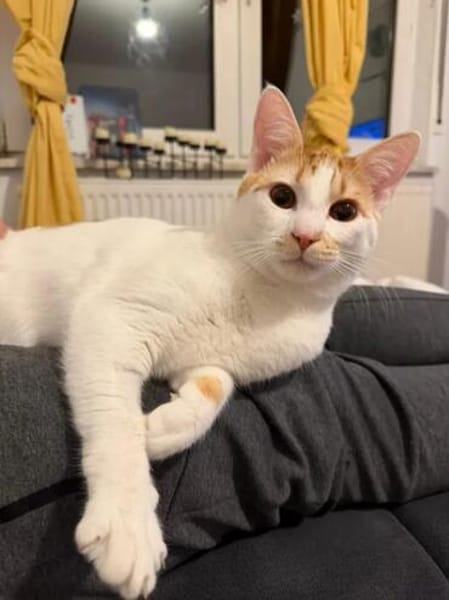 Copper & Monchi liebes  Dreamteam sucht Familie