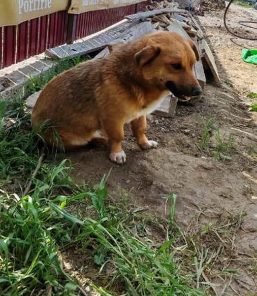 Lilu hat ihren Menschen verloren