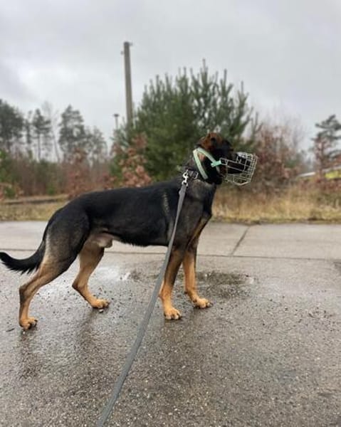 Loki