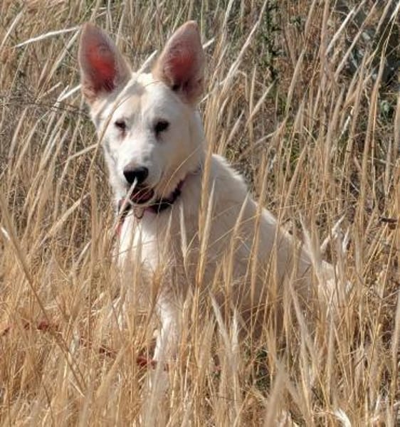 Lizzy - tapferes Hundekind sucht Zuhause