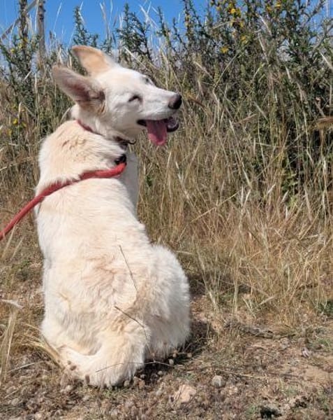 Lizzy - tapferes Hundekind sucht Zuhause