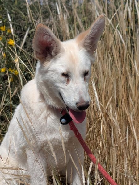 Lizzy - tapferes Hundekind sucht Zuhause