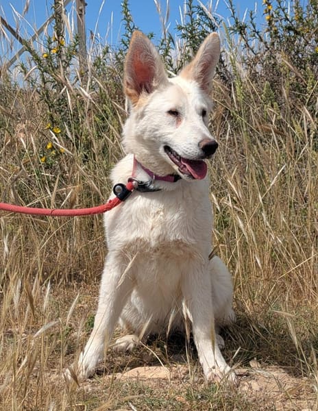 Lizzy - tapferes Hundekind sucht Zuhause