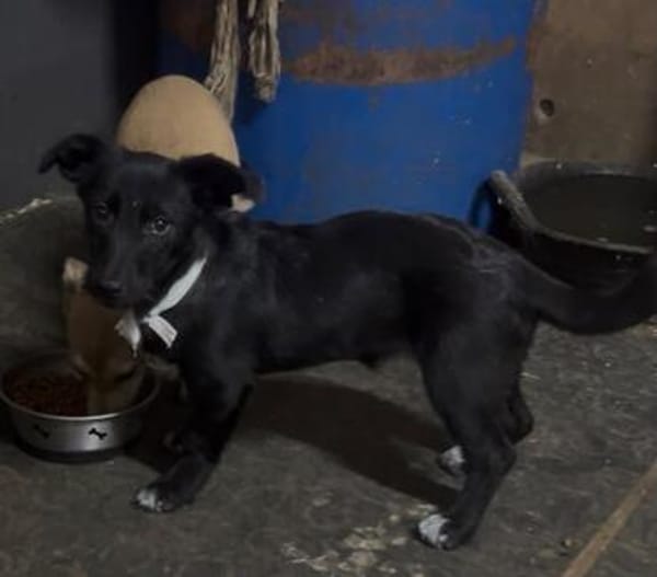 Kleine Hunde suchen ein Zuhause