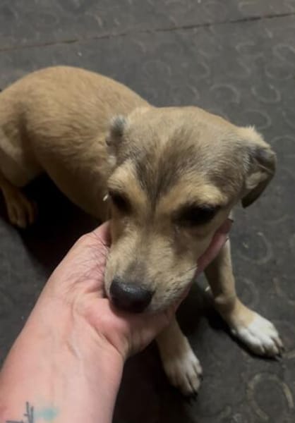Kleine Hunde suchen ein Zuhause