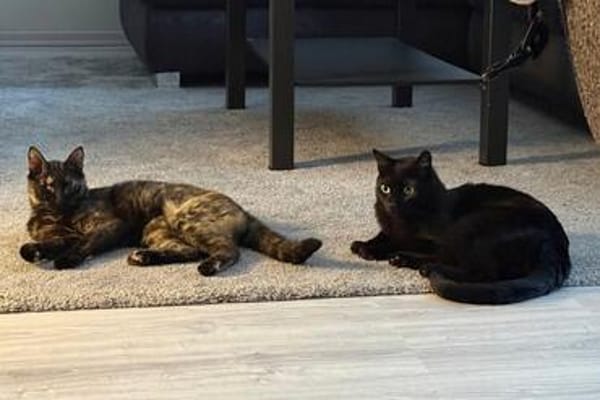 Bollicina & Bollina