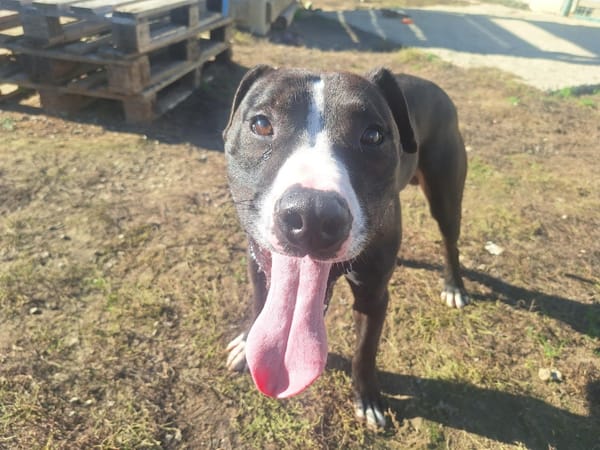 BRANDON