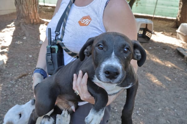 Ugolin (chiot marron)