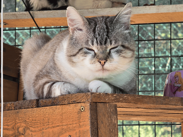 MERLIN