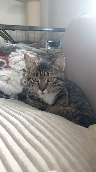 Lilly