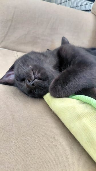 Grumpie