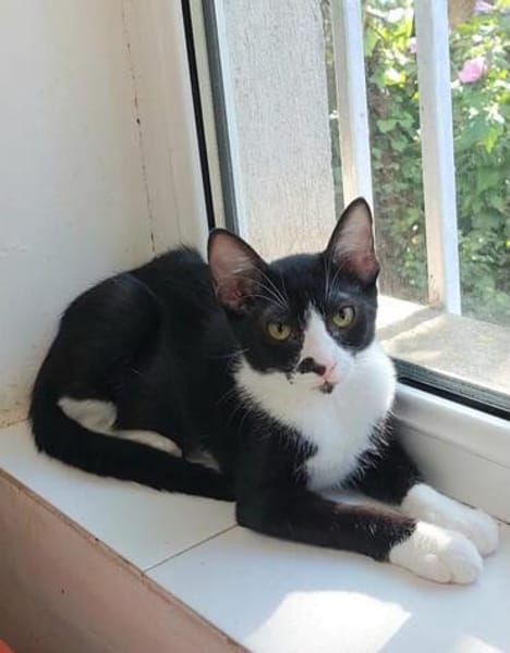 Milo Freundlicher Kater sucht Familie zum Kuscheln