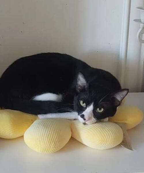 Milo Freundlicher Kater sucht Familie zum Kuscheln