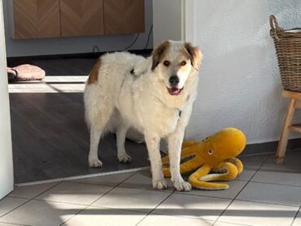 Vanille  eine sanfte Seele auf der Suche nach ihrem Für-imm