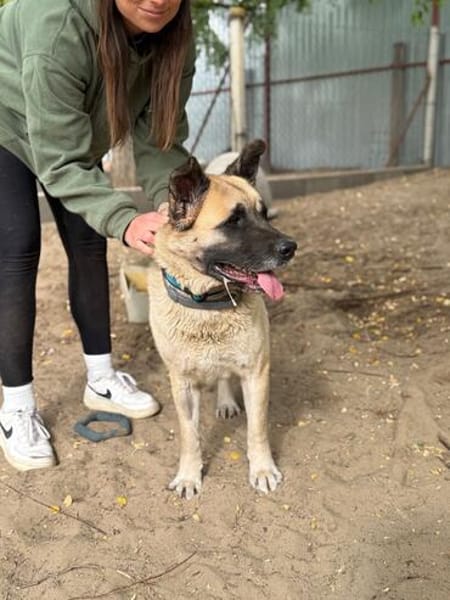 Szamira-Loyale Akita-Dame sucht Menschen mit Erfahrung und H