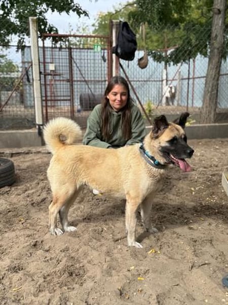 Szamira-Loyale Akita-Dame sucht Menschen mit Erfahrung und H
