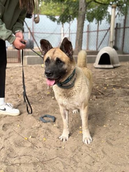 Szamira-Loyale Akita-Dame sucht Menschen mit Erfahrung und H